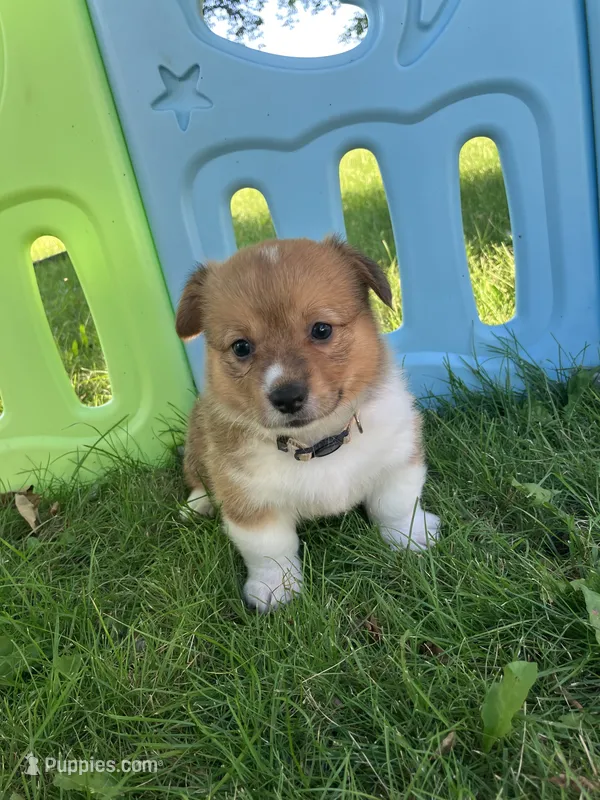 Annie  – Pembroke Welsh Corgi puppy for sale in Belgrade, MN