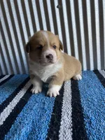 Cowboy , a male Pembroke Welsh Corgi for sale in Belgrade, MN – 2 of 6