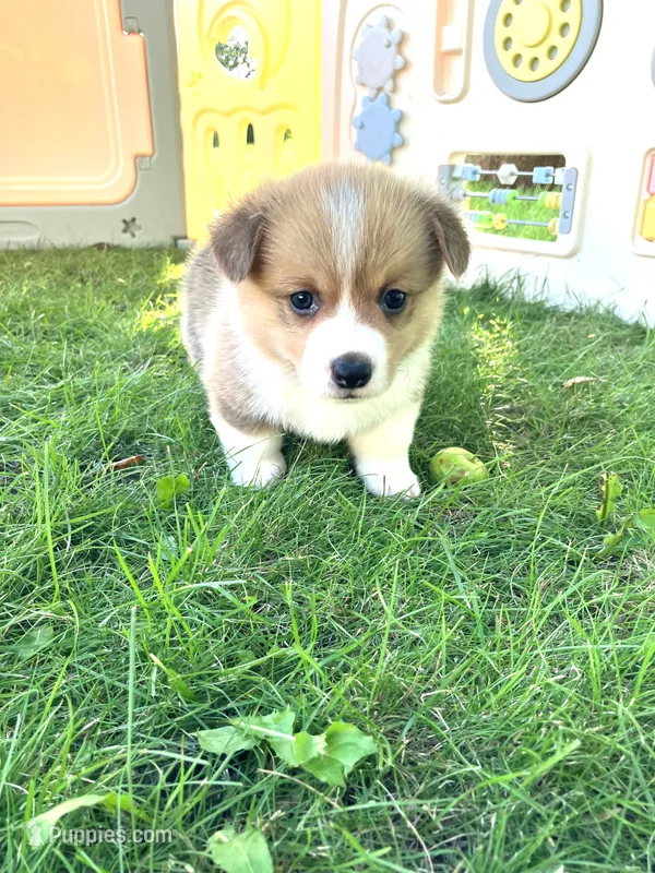 Buckaroo – Pembroke Welsh Corgi puppy for sale in Belgrade, MN