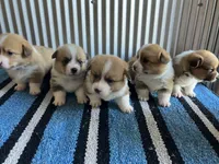 Drover , a male Pembroke Welsh Corgi for sale in Belgrade, MN – 4 of 4