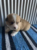 Dally , a male Pembroke Welsh Corgi for sale in Belgrade, MN – 4 of 4