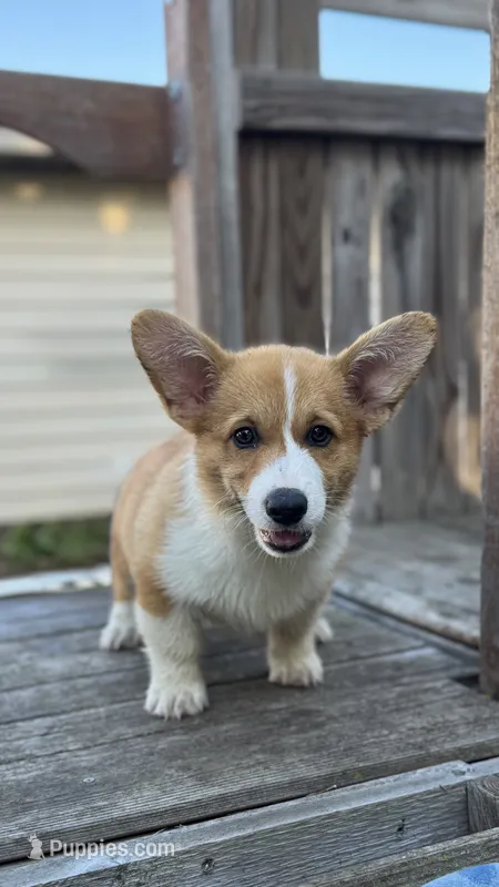 Drover  – Pembroke Welsh Corgi puppy for sale in Belgrade, MN