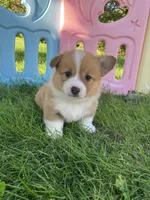 Dally , a male Pembroke Welsh Corgi for sale in Belgrade, MN – 6 of 7
