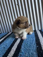 Annie , a female Pembroke Welsh Corgi for sale in Belgrade, MN – 2 of 5