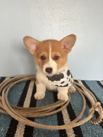 Drover , a male Pembroke Welsh Corgi for sale in Belgrade, MN – 2 of 9