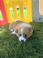 Dally , a male Pembroke Welsh Corgi for sale in Belgrade, MN – 5 of 7