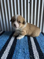 Dally , a male Pembroke Welsh Corgi for sale in Belgrade, MN – 3 of 4