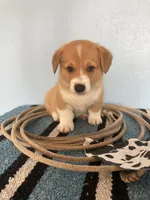 Cowboy , a male Pembroke Welsh Corgi for sale in Belgrade, MN – 5 of 8