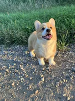 Dally , a male Pembroke Welsh Corgi for sale in Belgrade, MN – 3 of 7
