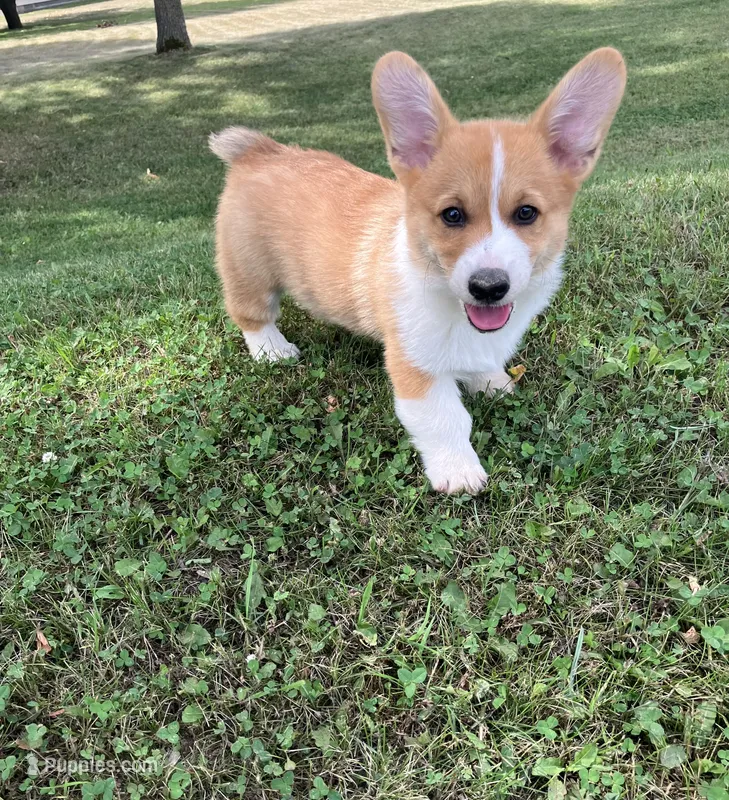 Drover  – Pembroke Welsh Corgi puppy for sale in Belgrade, MN