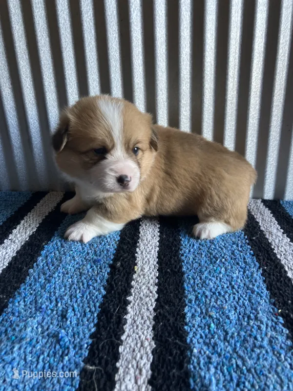 Dally  – Pembroke Welsh Corgi puppy for sale in Belgrade, MN