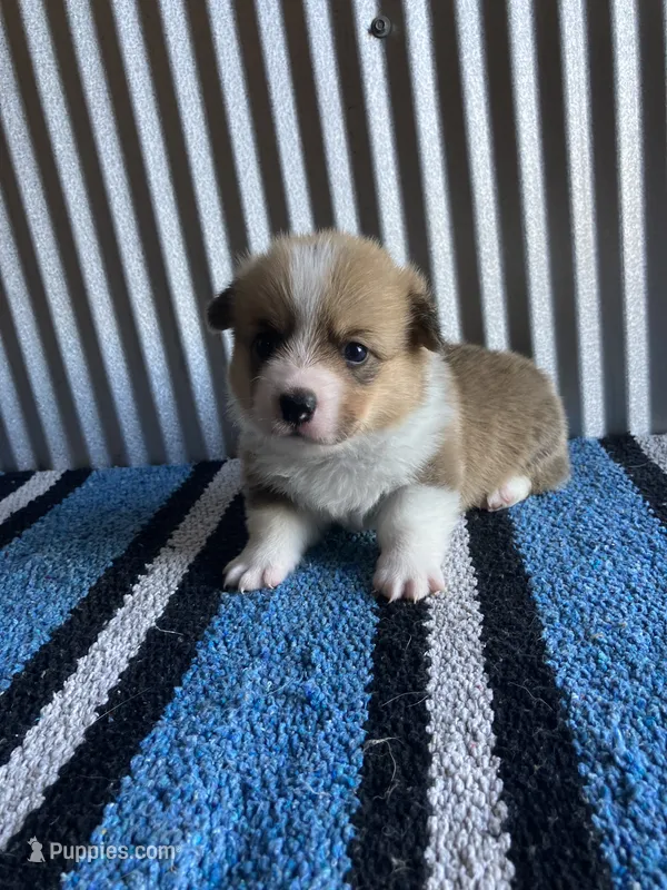 Buckaroo – Pembroke Welsh Corgi puppy for sale in Belgrade, MN