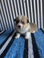 Buckaroo, a male Pembroke Welsh Corgi for sale in Belgrade, MN – 1 of 3