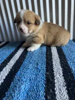 Dally , a male Pembroke Welsh Corgi for sale in Belgrade, MN – 2 of 4