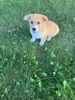 Cowboy , a male Pembroke Welsh Corgi for sale in Belgrade, MN – 3 of 8