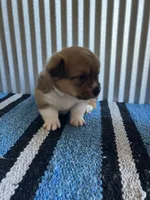 Annie , a female Pembroke Welsh Corgi for sale in Belgrade, MN – 4 of 5