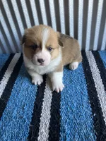 Drover , a male Pembroke Welsh Corgi for sale in Belgrade, MN – 3 of 4