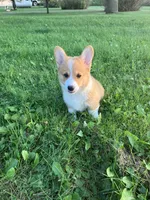 Dally , a male Pembroke Welsh Corgi for sale in Belgrade, MN – 2 of 7