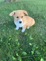 Cowboy , a male Pembroke Welsh Corgi for sale in Belgrade, MN – 2 of 8