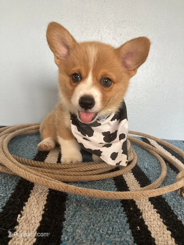 Buckaroo – Pembroke Welsh Corgi puppy for sale in Belgrade, MN