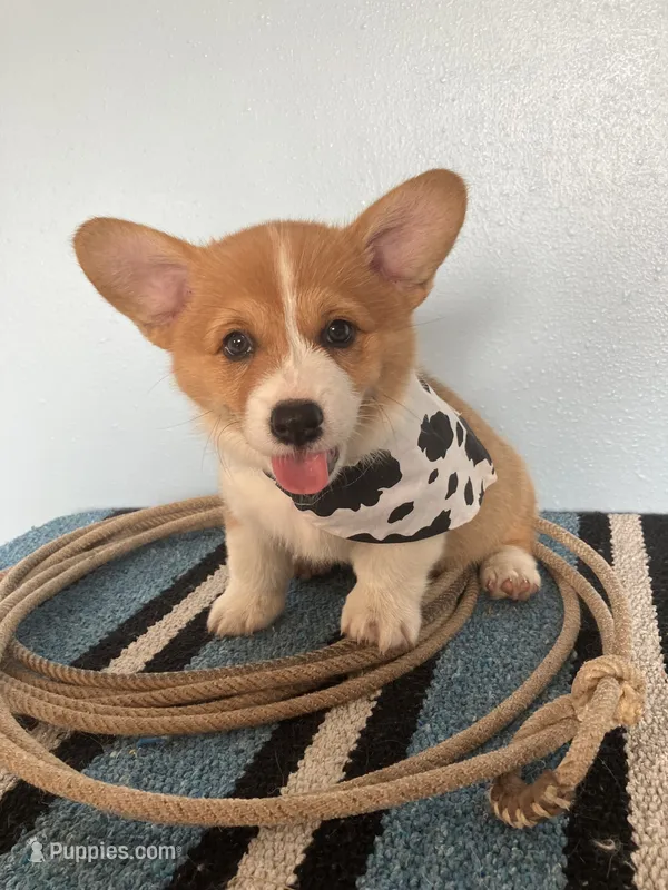 Drover  – Pembroke Welsh Corgi puppy for sale in Belgrade, MN