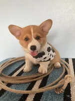 Drover , a male Pembroke Welsh Corgi for sale in Belgrade, MN – 1 of 9