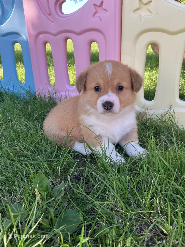 Cowboy  – Pembroke Welsh Corgi puppy for sale in Belgrade, MN