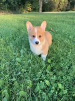 Dally , a male Pembroke Welsh Corgi for sale in Belgrade, MN – 1 of 7