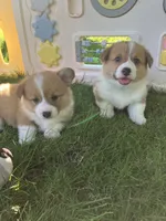 Drover , a male Pembroke Welsh Corgi for sale in Belgrade, MN – 5 of 9