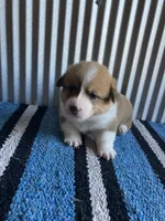 Drover , a male Pembroke Welsh Corgi for sale in Belgrade, MN – 2 of 4