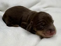 Mocha AKC Choc/cream LONGHAIR, a male Miniature Dachshund for sale in Tulare, CA – 3 of 3