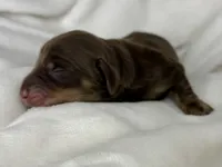 Mocha AKC Choc/cream LONGHAIR, a male Miniature Dachshund for sale in Tulare, CA – 2 of 3