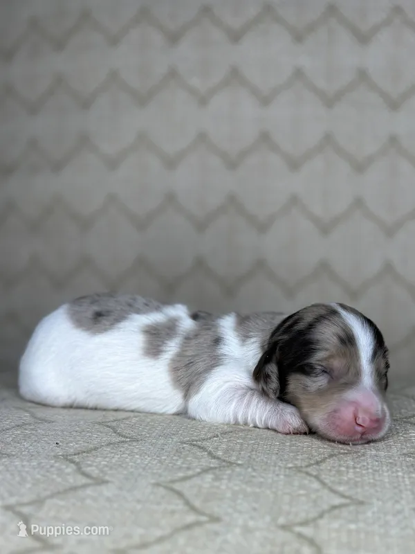 Butterscotch – Miniature Dachshund puppy for sale in Tulare, CA
