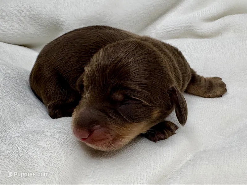 Mocha AKC Choc/cream LONGHAIR – Miniature Dachshund puppy for sale in Tulare, CA