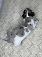 Butterscotch, a male Miniature Dachshund for sale in Tulare, CA – 3 of 4