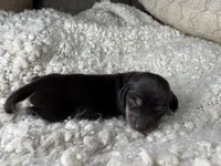 Jason AKC Registered, a male Miniature Dachshund for sale in Tulare, CA – Photo 3 of 4