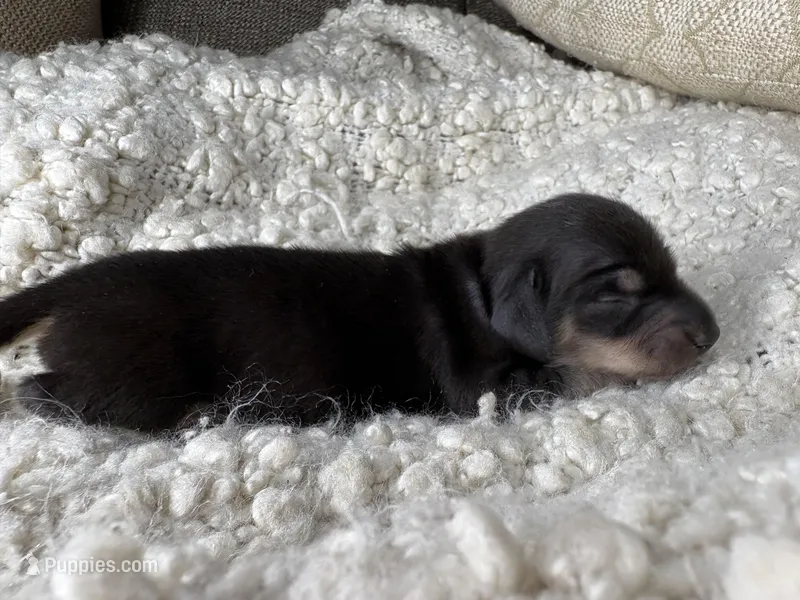 Jason AKC Registered – Miniature Dachshund puppy for sale in Tulare, CA