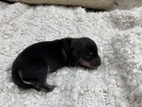 Jason AKC Registered, a male Miniature Dachshund for sale in Tulare, CA – Photo 4 of 4