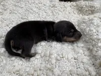 Jason AKC Registered, a male Miniature Dachshund for sale in Tulare, CA – Photo 2 of 4
