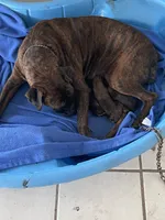 Powerhouse, a female Boxer for sale in Floresville, TX – 8 of 8