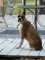Powerhouse, a female Boxer for sale in Floresville, TX – 6 of 8