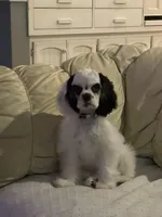 Oreo, a male Cockapoo for sale in Floresville, TX – 6 of 8