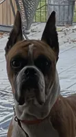 Boxer , a  Boxer for sale in Floresville, TX – 4 of 6