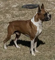 Powerhouse, a female Boxer for sale in Floresville, TX – 5 of 8