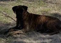 Boxer , a  Boxer for sale in Floresville, TX – 3 of 6