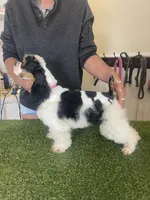 Oreo, a male Cockapoo for sale in Floresville, TX – 8 of 8
