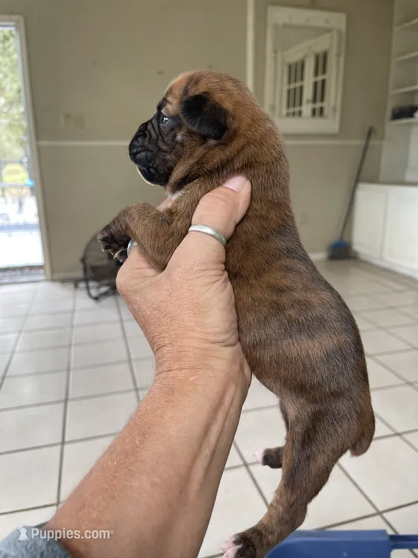 Powerhouse – Boxer puppy for sale in Floresville, TX