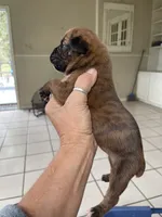 Powerhouse, a female Boxer for sale in Floresville, TX – 1 of 8