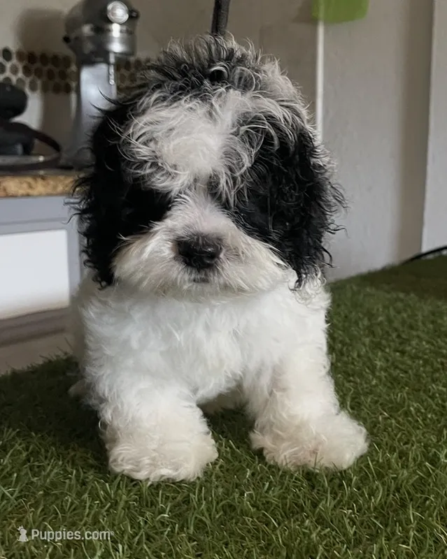 Oreo – Cockapoo puppy for sale in Floresville, TX