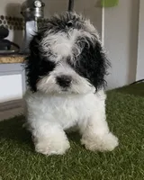 Oreo, a male Cockapoo for sale in Floresville, TX – 1 of 8